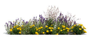 cut out blooming flowerbed