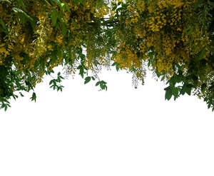 branch of a blooming golden rain plant 