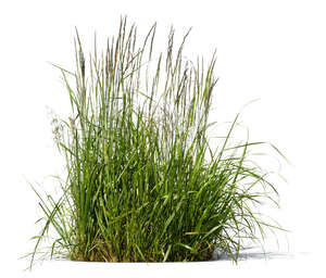 cut out ornamental grass