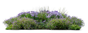 large flowerbed with blue colored blooming flowers