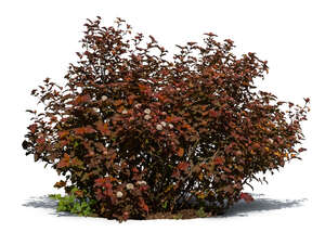 cut out bush with red leaves and blossoms