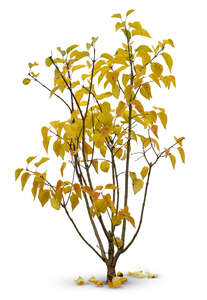 cut out yellow bush in autumn