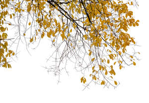foreground tree branch with yellow leaves