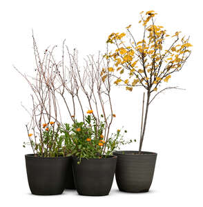cut out group of potted plants in autumn