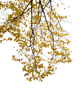 cut out branch of a tree with yellow autumn leaves