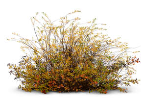 bush in autumn with yellow leaves