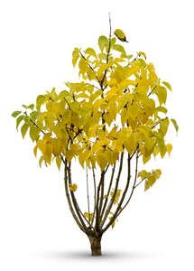 cut out bush with yellow leaves in autumn