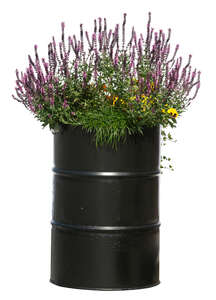 flowers planted in a black tin barrel