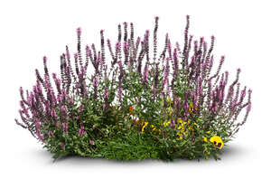 cut out composition of blooming heather