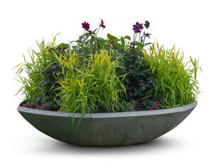 plants and flowers in an outdoor planter