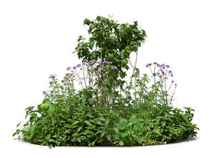 round flowerbed with green plants and some flowers