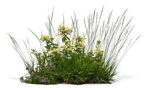 decorative flowerbed with grass and yellow flowers