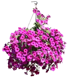 hanging basket with pink flowers
