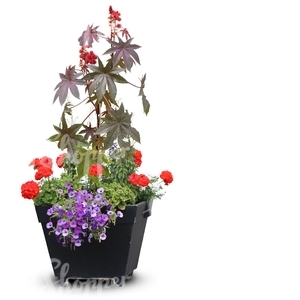 combination of flowers in a black pot