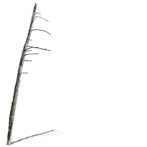 leafless small tree