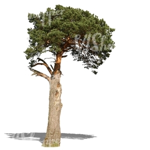 cut out old pine tree
