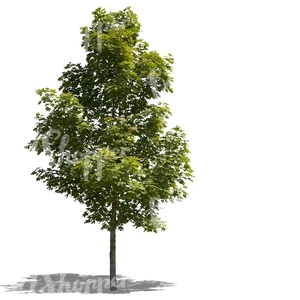 cut out medium size maple tree