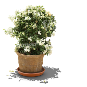 blooming medium size plant in a clay pot