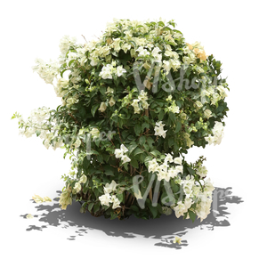 blooming tropical plant with white blossoms