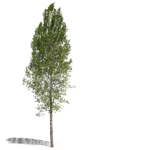 free cut out tall deciduous tree