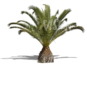 cut out medium size palm tree