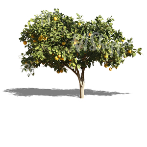 cut out orange tree with fruits