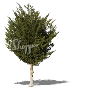 cut out medium tropical tree