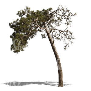 cut out pine tree with cones