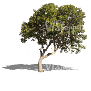 cut out medium size oak tree with acorns