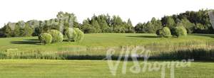 cut out meadow with trees and a pond