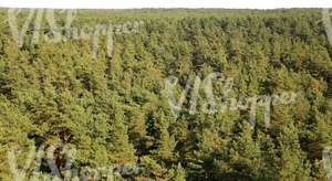 cut out forest background seen from above
