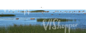 cut out background with a grassy seashore