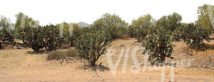 cut out background with an arid wilderness and cactuses