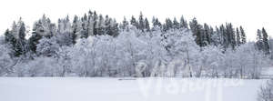 cut out background with snow covered forest