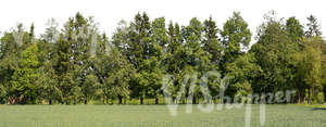 cut out background with trees and meadow