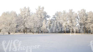 cut out background with snow covered trees