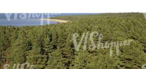 bird-eye background with forest and sea 