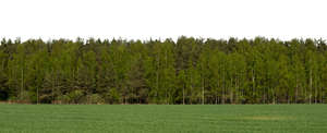 background with forest
