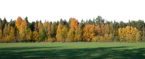 cut out background with forest in autumn