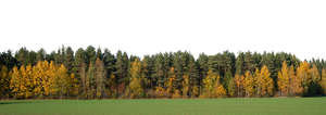 forest background in autumn