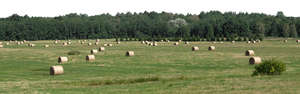 background with moed hay field