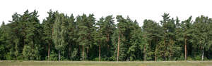 background with pine forest