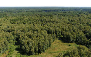 above view of forests