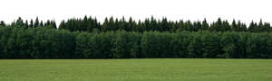 field with a forest in the background