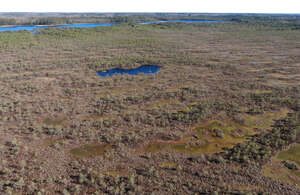wild bog shot from above