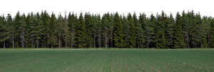 background image of a spruce forest