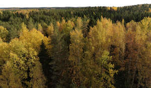 cut out aerial view of a forest in autumn