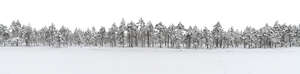 cut out snowy forest