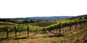 cut out ground with large vineyard