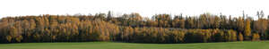 background with colourful autumn trees